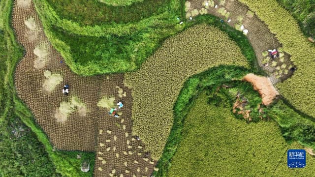 贵州罗甸:沫阳万亩水稻增产