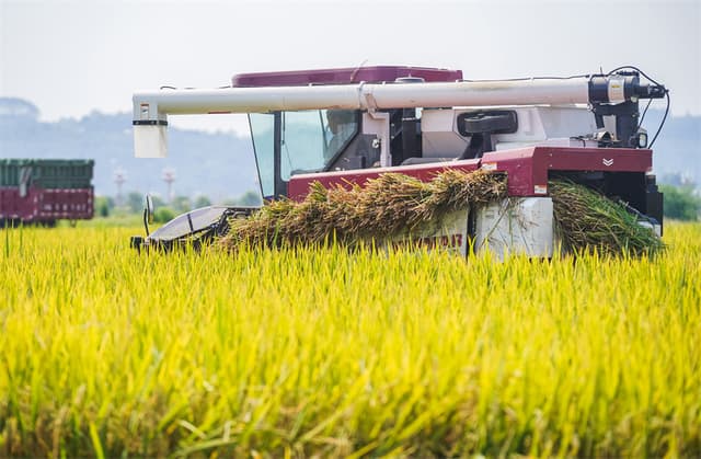 四川彭山:水稻迎丰收 收割机开足马力田间穿梭